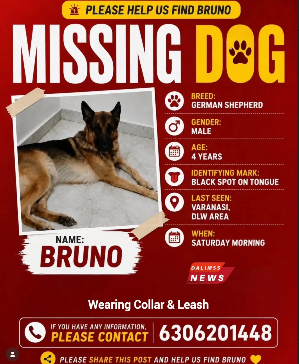 Missing Dog in Varanasi 🐾