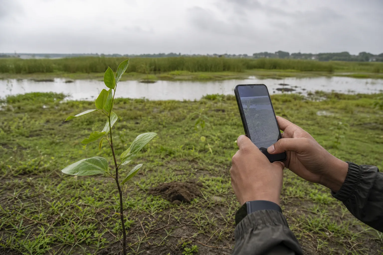 Representative image of a sapling being geo-tagged beside a wetland in Varanasi