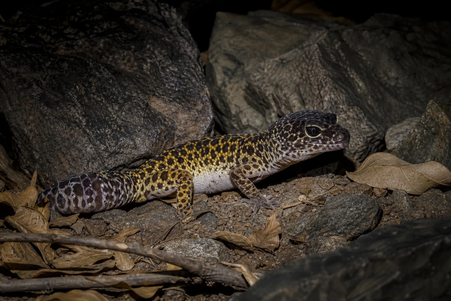 Leopard Gecko Recorded at Gurugram's Aravali Biodiversity Park